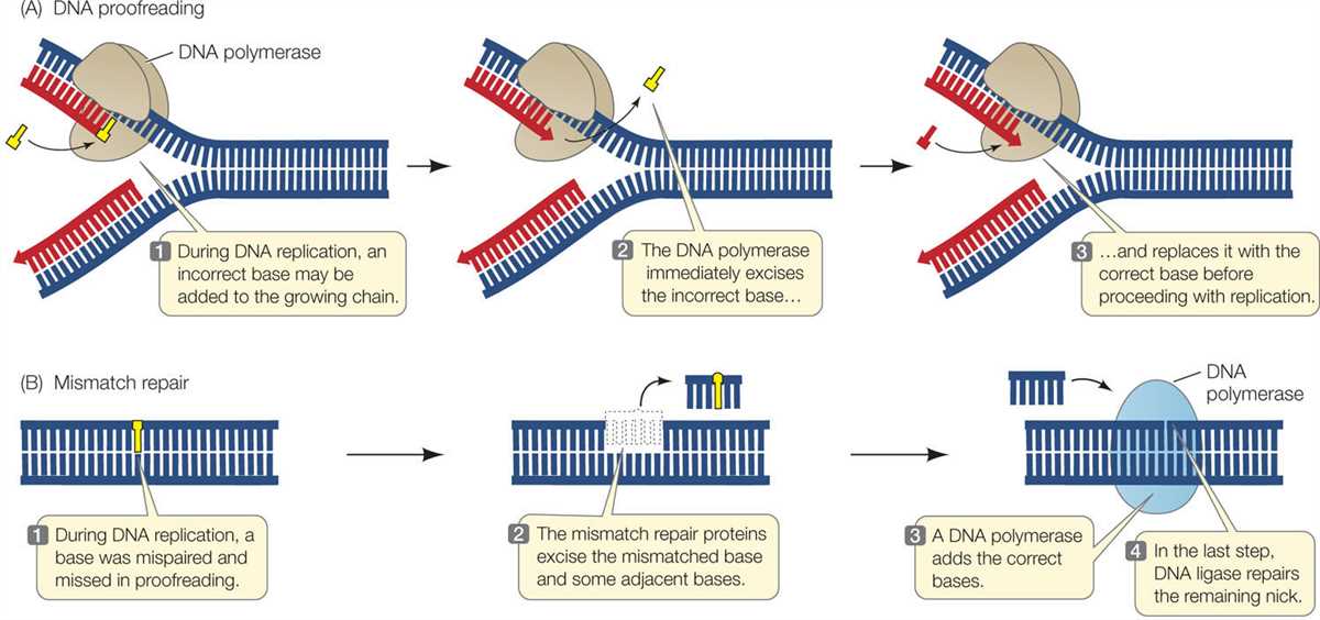 Dna Replication Diagram With Labels