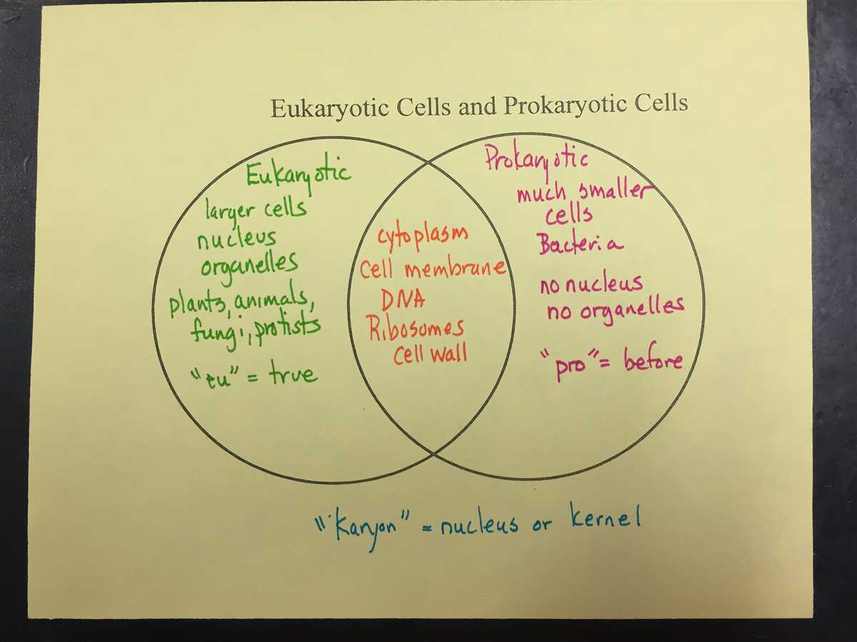 A Comparative Look At Eukaryotic And Prokaryotic Cells Using Venn Diagrams