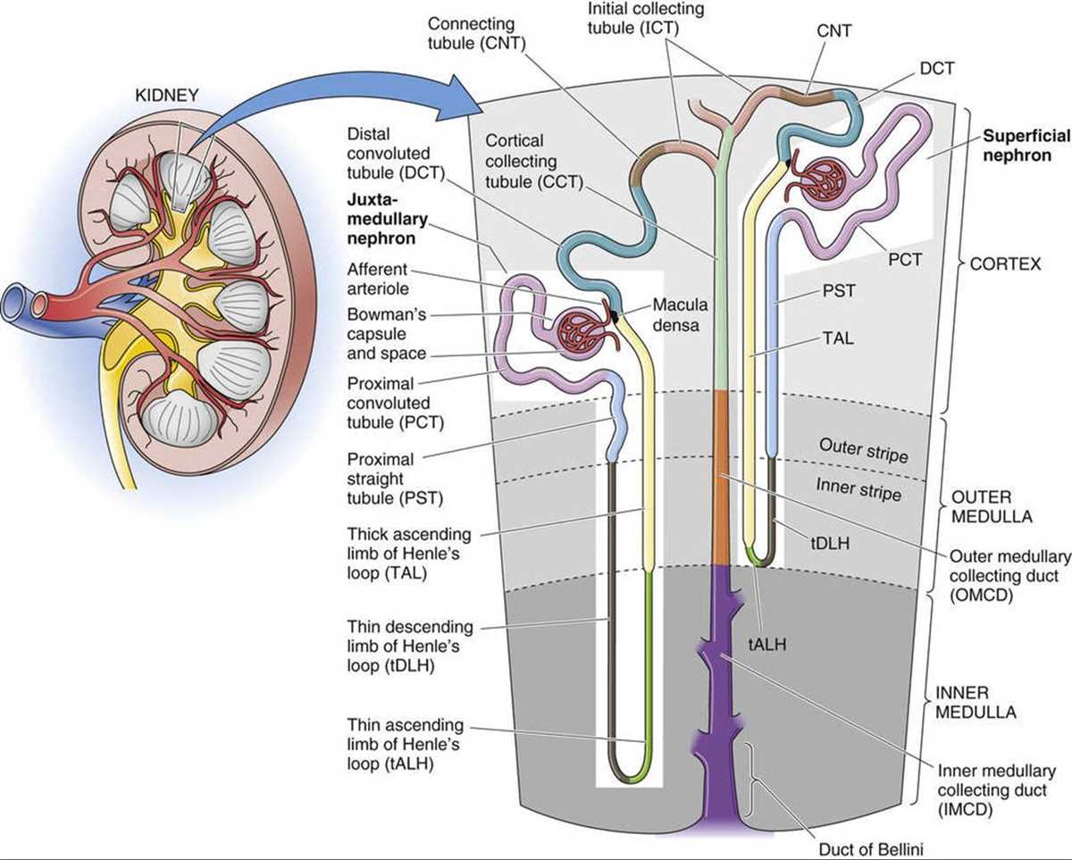 Anatomy Of A Nephron A Visual Guide